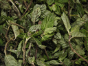 順豐廣東化州新鮮涼粉草綠涼粉草燒仙草仙人草甜品制作原料 500g 曬單實拍圖