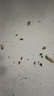 地依貓蟑螂藥10包裝全殺蟑餌劑家用廚房窩端滅蟑清小蠊克星滅蟑神器克星 曬單實(shí)拍圖
