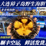 【順豐特快】鮮活大連紫海膽鮮活海鮮非馬糞海膽非黃膽刺鍋刺身 紫海膽1斤（3-4只） 曬單實(shí)拍圖