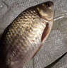 釣魚(yú)王春夏鯽魚(yú)餌料黑坑通殺鯽魚(yú)大板鯽濃腥香釣魚(yú)餌料野釣四季通殺餌料 一包【鯽魚(yú)魔餌】腥香組合 曬單實(shí)拍圖