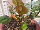 小盼菩提樹盆栽室內(nèi)好養(yǎng)綠植好養(yǎng)辦公陽臺禪意花卉送禮小盆景 小盼菩提-原土 曬單實拍圖