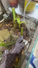 水培芋頭懶人盆栽戶(hù)外綠植魚(yú)池水凈化四季常青植物沼澤養龜青芋苗 六種沼澤植物組合 曬單實(shí)拍圖