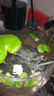 瘋狂水草浮萍魚(yú)缸造景水草植物直接入缸水培植物圓心萍一葉蓮源頭直發(fā)包郵 曬單實(shí)拍圖