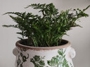 狼尾蕨盆栽室內蕨類(lèi)植物小盆景四季常綠水培綠植辦公室盆景好養活 【優(yōu)選迷你90#狼尾蕨】基地原盆 曬單實(shí)拍圖