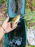 川品社麥香鯽魚(yú)餌野釣黑坑鯽魚(yú)鯉魚(yú)草魚(yú)通吃四季餌料大板鯽本味香餌料 麥香鯽1杯（1杯搞定） 曬單實(shí)拍圖
