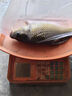 久巖金袖魚(yú)鉤成品子線(xiàn)雙鉤綁好有無(wú)刺防纏繞短子線(xiàn)專(zhuān)用高端鯽魚(yú)鉤袖鉤 35cm有刺金袖【鉤4+0.6鉤5+0.8】 共20付 曬單實(shí)拍圖