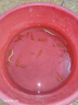 百綸木千草金魚觀賞魚冷水魚不加溫新手好養(yǎng)純種鳳尾大紅草魚苗 3-5cm草金魚20條 送魚糧 曬單實(shí)拍圖
