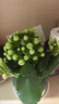 時(shí)鳥(niǎo)綠巴黎長(cháng)壽花帶花苞開(kāi)戶(hù)多肉植物懶人好養辦公內陽(yáng)臺綠植花卉盆栽 綠巴黎長(cháng)壽花 簡(jiǎn)易塑料盆+肥料 曬單實(shí)拍圖