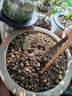 史丹利緩釋肥營(yíng)養棒花肥家用盆栽通用養花復合氮磷鉀花卉型多肉 曬單實(shí)拍圖