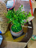 小葉赤楠盆景老樁盆栽植物辦公室室內花卉桌面四季常青好養綠植 小葉赤楠+舍得盆+苔蘚+底座 曬單實(shí)拍圖