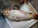 云飛魚無結(jié)主線線組套裝釣魚線主線成品綁好黑坑大物鰱鳙主線組配件漁具 3.9米八字環(huán)款4卷【拉力提升】 2.0號 曬單實(shí)拍圖