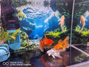 創(chuàng)寧 魚缸變頻加熱棒 CN-005-500W 自動恒溫 烏龜小型迷你加溫器 曬單實(shí)拍圖
