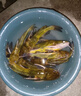 SHIMANO禧瑪諾25款磯釣竿竿釣魚(yú)竿投路亞竿碳素竿漁竿泛用超遠投海竿 4.2m 25款 BASIS BG 6-420K 曬單實(shí)拍圖