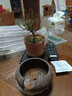 小葉赤楠盆景老樁盆栽植物辦公室室內(nèi)花卉桌面四季常青好養(yǎng)綠植 小葉赤楠+舍得盆+苔蘚+底座 曬單實拍圖