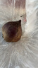 諸氏橙品【有機(jī)】甜菜根 現(xiàn)挖紅菜頭紫甜菜 榨汁沙拉食材云南新鮮蔬菜整箱 【有機(jī)紅甜菜】 2.5KG家庭實(shí)惠裝 曬單實(shí)拍圖