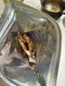 三千?？爵滛~干手撕芥末魷魚絲開袋即食下酒菜零食小吃休閑食品 烤魷魚干5袋【送醬料套裝*5】 曬單實拍圖