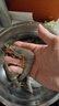 賣(mài)魚(yú)郎先生 王牌鹽凍大蝦原裝進(jìn)口 去冰凈蝦3斤 75-90只 厄瓜多爾白蝦 曬單實(shí)拍圖