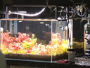 尼特利水草液肥基肥營(yíng)養液不傷魚(yú)草缸肥料魚(yú)缸植物鉀肥350ml 曬單實(shí)拍圖