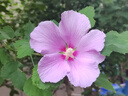 絲塔芙倍潤保濕潤膚乳473ml牛油果滋潤補水保濕霜護手霜身體乳敏感肌 曬單實(shí)拍圖