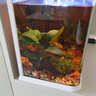 瘋狂水草坨草魚(yú)缸水草植物直接入缸真水草4棵魚(yú)缸造景套餐 源頭直發(fā)包郵 曬單實(shí)拍圖