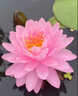 煦凜德國(guó)睡蓮種子四季開花魚缸水培植物帶花苞碗蓮花種籽無土水培睡蓮精品睡蓮種子5顆已開口【顏色隨機(jī)】 曬單實(shí)拍圖