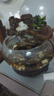AIPHAROW魚(yú)缸中后景綠菊坨草活體淡水懶人造景蜈蚣草造景植物綠宮廷坨草 小巴榕1杯體驗裝 曬單實(shí)拍圖