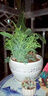 蕓香草臭草植物賊仔草盆栽室外陽(yáng)臺(tái)菜園四季花苗臭艾驅(qū)蚊驅(qū)蛇食用 蕓香草小顆 不帶盆 曬單實(shí)拍圖