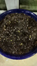 鈴蘭濃香型帶芽花苗多年生盆栽花卉植物綠植四季開(kāi)花耐寒室內好養 粉色【帶芽包成活】香水鈴蘭 精挑細選【10顆】濃香型 曬單實(shí)拍圖