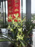 聽雪樓蘭花建蘭鐵骨素心盆栽室內陽臺桌面觀花植物綠植花卉盆栽h 建蘭-鐵骨素心9-10苗 裸根不含盆 曬單實拍圖