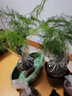 格調生活文竹盆栽室內綠植花卉盆景四季常綠植物云竹客廳辦公桌擺盆景 買(mǎi)一送一、發(fā)2盆文竹舍得方形盆 曬單實(shí)拍圖