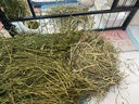比克熊 苜蓿草1kg兔糧兔子草料烘干紫花幼兔牧草豚鼠磨牙飼料糧草毛重 曬單實(shí)拍圖