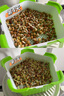 匠心綻放水培菜套裝微菜苗快速生長(cháng)豌豆種蘿卜種子無(wú)土栽培五角形盤(pán)10119 曬單實(shí)拍圖