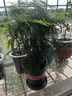 開(kāi)時(shí)果 大文竹盆栽老樁精品植物 四季好養大棵文竹室內陽(yáng)臺大型綠植盆景 5年大文竹+磚紅加侖盆/約40-50cm 曬單實(shí)拍圖