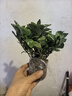 小盆梔子花盆栽四季開花部分帶花苞室內(nèi)綠蘿水培花卉綠植物 簡(jiǎn)配款：15-20cm【帶花苞4株】開花飄香50平 濃香型梔子花【帶花苞】10天開花 曬單實(shí)拍圖