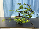 小葉紫檀樹(shù)樁盆景植物花卉盆栽辦公室陽(yáng)臺綠植黑骨茶耐寒耐暑小樹(shù) 綠色 曬單實(shí)拍圖