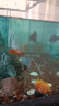 錦鯉魚(yú)活體觀(guān)賞魚(yú)活魚(yú)小型易養冷水淡水魚(yú)小魚(yú)苗錦鯉金魚(yú)好看錦鯉 6-8cm 六色錦鯉套餐6條 曬單實(shí)拍圖
