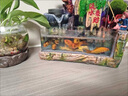 百綸木千草金魚觀賞魚冷水魚不加溫新手好養(yǎng)純種鳳尾大紅草魚苗 3-5cm草金魚20條 送魚糧 曬單實(shí)拍圖