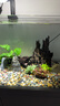 瘋狂水草坨草魚缸水草植物直接入缸真水草4棵魚缸造景套餐 源頭直發(fā)包郵 曬單實拍圖