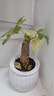 【帶盆高度約15-25cm】特價(jià)發(fā)財樹(shù)盆栽室內植物客廳自吸水好養 單桿發(fā)財樹(shù)+白南瓜自吸水盆 花盆直徑約10cm 曬單實(shí)拍圖