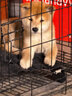 咯咪日本柴犬幼犬純種寵物狗狗活體短毛犬赤柴犬豆柴雙血統微笑犬狗子 寵物級  公 曬單實(shí)拍圖