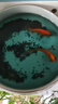 YEE亞甲基藍魚(yú)缸消毒殺菌觀(guān)賞魚(yú)錦鯉白點(diǎn)凈水爛身爛尾235ml 曬單實(shí)拍圖