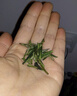 第一江南2025新茶綠茶龍井特級250g明前茶葉禮盒嫩芽千里江山中秋節送禮品 曬單實(shí)拍圖
