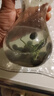 碗蓮種七彩五顏六色水培花卉水養(yǎng)四季蓮花荷花種蓮藕綠植水培蓮子 開(kāi)口/混色 12粒+生根粉 曬單實(shí)拍圖