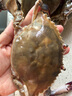 梭子蟹鮮活特大野生舟山大螃蟹海鮮新鮮冷凍海蟹水產(chǎn)飛蟹白蟹順豐 3-5兩/只 【凈重3斤舟山梭子蟹】 曬單實(shí)拍圖