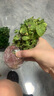 迷迭香苗盆栽可食用驅(qū)蚊植物香草薄荷苗綠植物室內(nèi)煎牛排水培花卉 小盆食用薄荷苗約10cm高原盆土一盆 曬單實(shí)拍圖