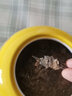 八馬茶業(yè) 福鼎白茶 壽眉 太姥山原產(chǎn)地 經(jīng)典白茶餅 茶葉餅裝357g 曬單實(shí)拍圖