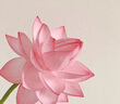 欣美雅（xinmeiya）可微波玻璃湯碗上班族帶飯便當盒保鮮盒冰箱大容量湯盒耐高溫湯罐 琥珀色湯碗*2+保溫包+餐具 曬單實(shí)拍圖