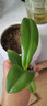 蝴蝶蘭蘭花花花苗花劍盆栽客廳室內植物陽(yáng)臺大苗花卉四季開(kāi)花綠植 青蘋(píng)果【當年開(kāi)花】1顆+肥料 曬單實(shí)拍圖