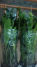 南國愛大型綠植各種大型盆栽發(fā)財樹金錢樹榕樹流泉楓辦公室內盆景好養(yǎng)活 金錢樹1-1.2m【羅馬柱吸水盆】 曬單實拍圖