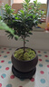 八芽 小葉赤楠盆景擺件室內(nèi)綠植花卉盆栽老樁客廳辦公室桌面好養(yǎng)植物 （【熱銷款】舍得紫砂盆赤楠+苔蘚+底座） 曬單實拍圖